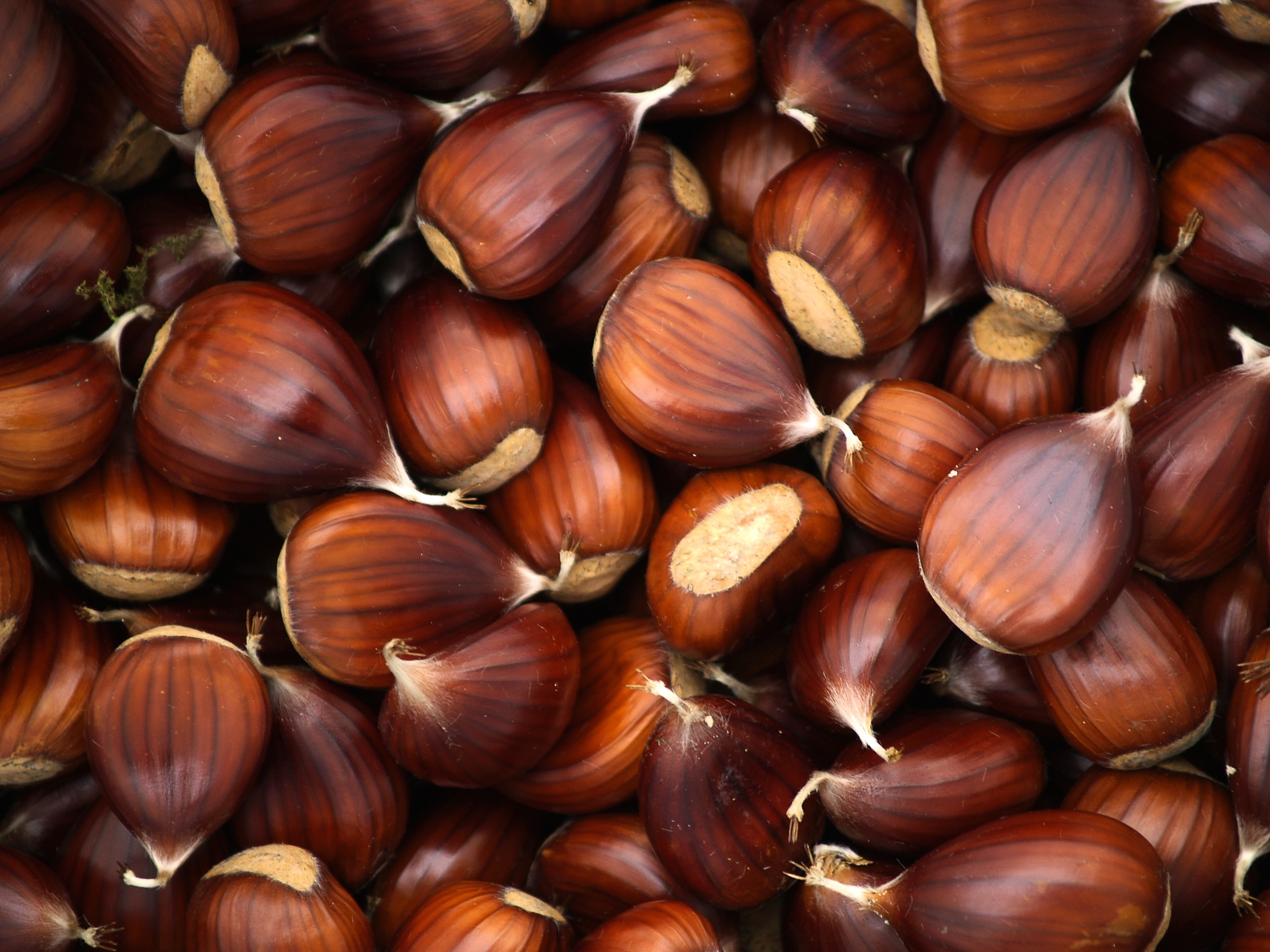 Castagne a Sestriere